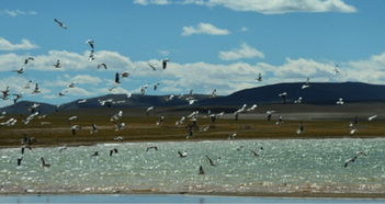 即墨区气象台发布大风蓝色预警[IV级/一般]