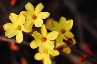 迎春花的象征意义 迎春花的象征意义是什么