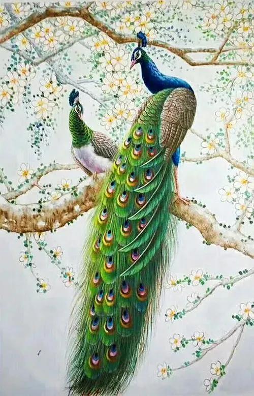 孔雀图片绘画 彩铅，孔雀图片绘画 卡通