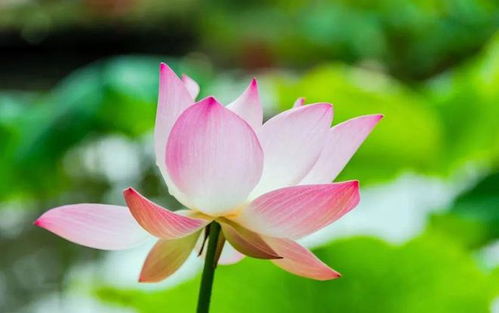 荷花和莲花是一种花吗权威，荷花和莲花是一种花吗 视频