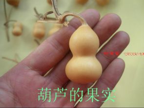 我要的是葫芦板书设计图片，我要的是葫芦板书设计