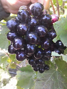 蓝莓葡萄图片，蓝莓葡萄多少钱一斤