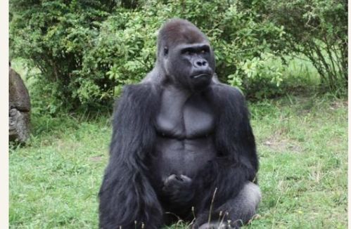 gorilla怎么读音发音音标，gorilla是什么意思