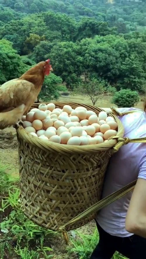 鸡飞蛋打的意思是什么生肖，鸡飞蛋打的意思感情里表达