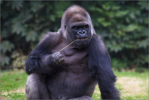 gorilla怎么读 gorilla的意思