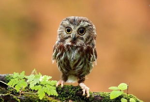 猫头鹰的英文怎么读?