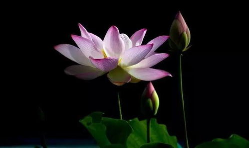 心莲是什么意思，心莲主题曲