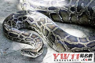 梦见大蟒蛇是什么预兆，梦见大蟒蛇要发财