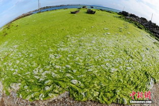浒苔为什么会大量在青岛出现