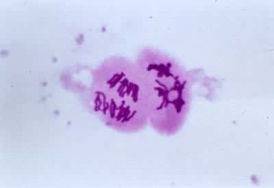 减数分裂是怎样进行的