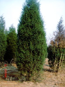 桧柏树简介，桧柏的拼音