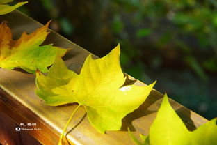 梧桐叶落秋将暮 行客归程，梧桐叶落下一句