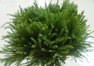 玉柏陶瓷茶具价格，玉柏陶瓷餐具什么价