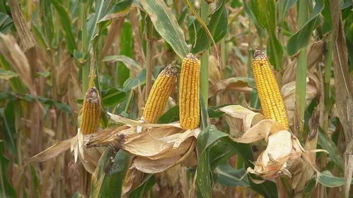 袁隆平的事迹启示我们,一个人如何才能做一粒好种子?