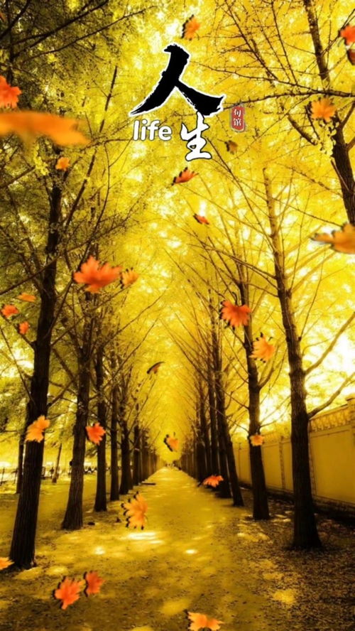 只要有欢喜的心,人生处处皆风景是什么意思