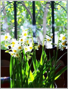 关于水仙花的传说30字，关于水仙花的传说10字