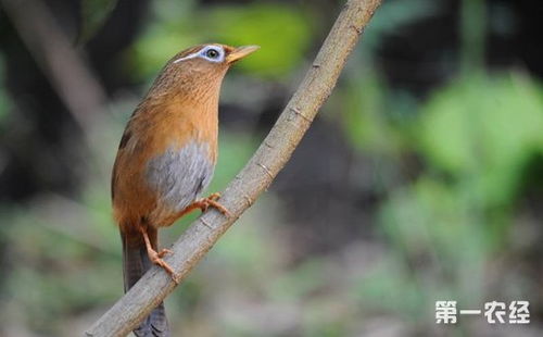 古诗画眉鸟的意思，古诗画眉鸟的意思讲解