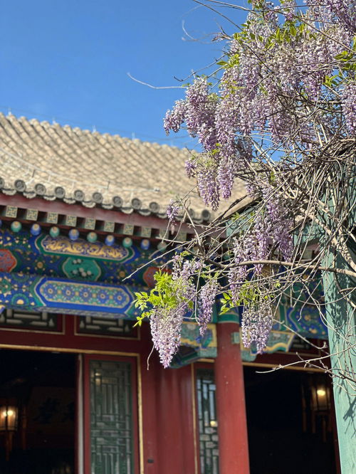 府什么意思?近义词和反义词是什么?英文翻译是什么?