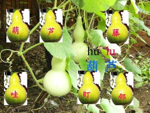 我要的是葫芦,这则寓言故事告诉我们一个什么道理呢?
