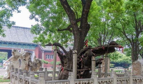 枯槐拼音和意思