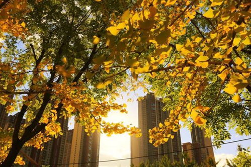 秋风萧瑟天气凉,草木摇落露为霜 的解释