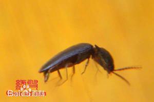 磕头虫为什么在家里出现，磕头虫会咬人吗