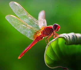 鹃的词语和拼音，鹃的词语拼音