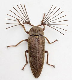 家里为什么会有磕头虫