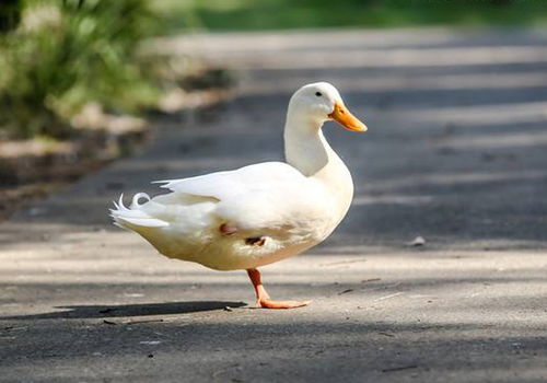 赶鸭子上架指什么意思，裤裆里耍大刀歇后语