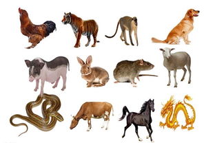 2021年是什么生肖年?