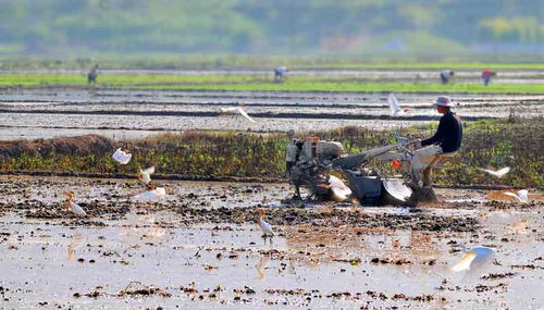 和谐的什么填上恰当的词语，和谐的什么画