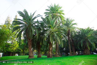 海枣属于哪种植物?