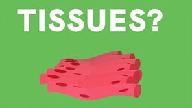 mitosis和meiosis，Meiosis 翻译