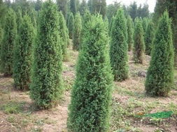 清问桧柏是什么植物?