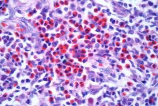 T细胞和效应T细胞分泌的淋巴因子各自有什么作用?