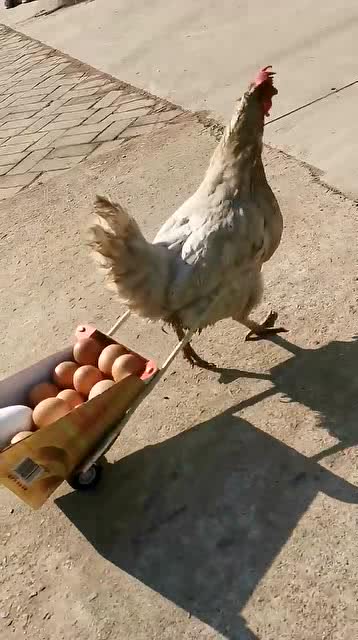 成语鸡飞蛋打是什么意思