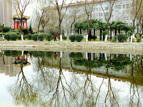 景清暖树名字由来