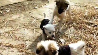 白狗进家门是什么征兆，白狗图片大全