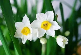 有哪些关于水仙花的简短的传说?