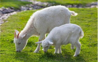 属羊的年份有哪些