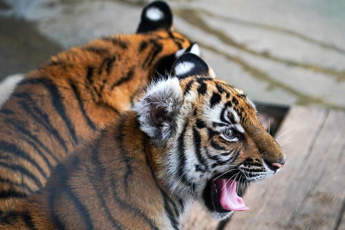 虎虎生威打一动物生肖