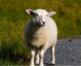 属羊的年份分别是哪些年，属狗的年份