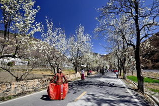 梨花的样子描写 外形，梨花的样子描写50字