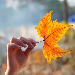 春风桃李花开夜秋雨梧桐叶落时意思