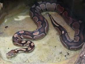 梦到大蟒蛇是什么寓意