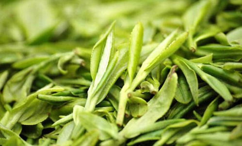 四大名茶之一的龙井茶产地是否是福建安溪，四大名茶之一的龙井茶产地是哪儿