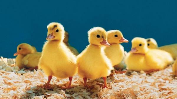 赶鸭子上架歇后语下一句是什么?