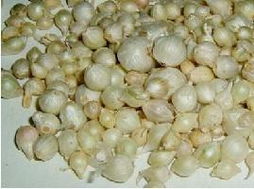 薤白的俗名叫什么，薤白图片 植物图片