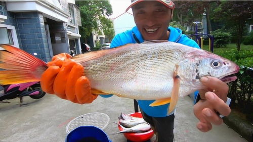 短文中所说的三鱼具体指哪三鱼