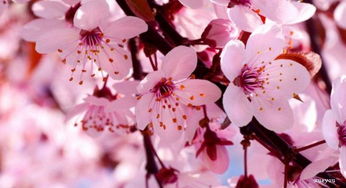 樱花的作文300字三年级下册春夏秋冬变化，樱花的作文300字三年级下册写景